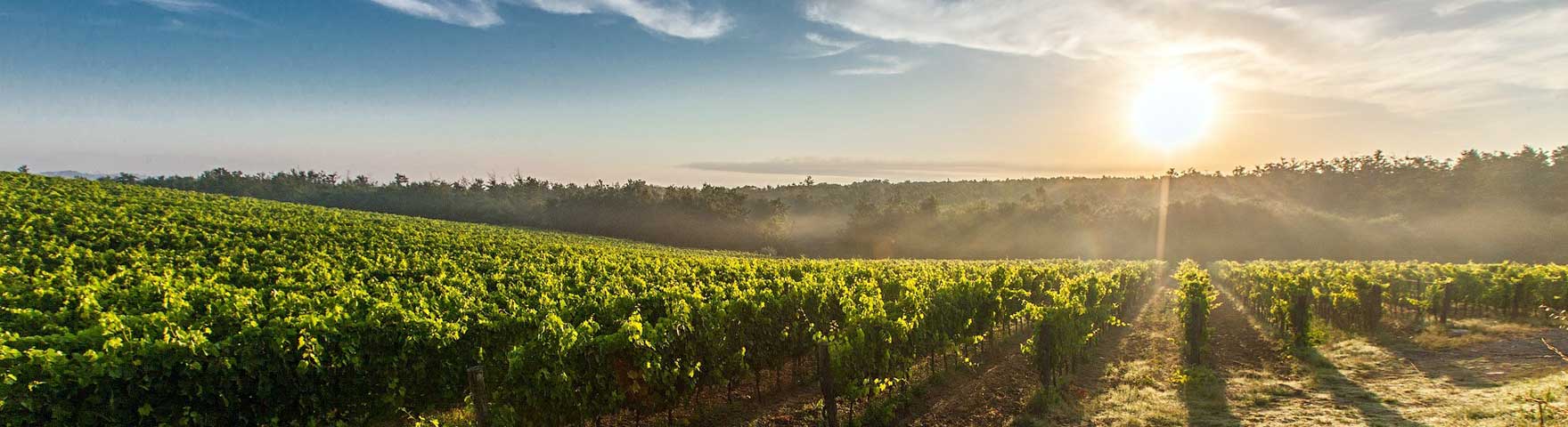 Ockenheim, der Weinort am St. Jakobsberg