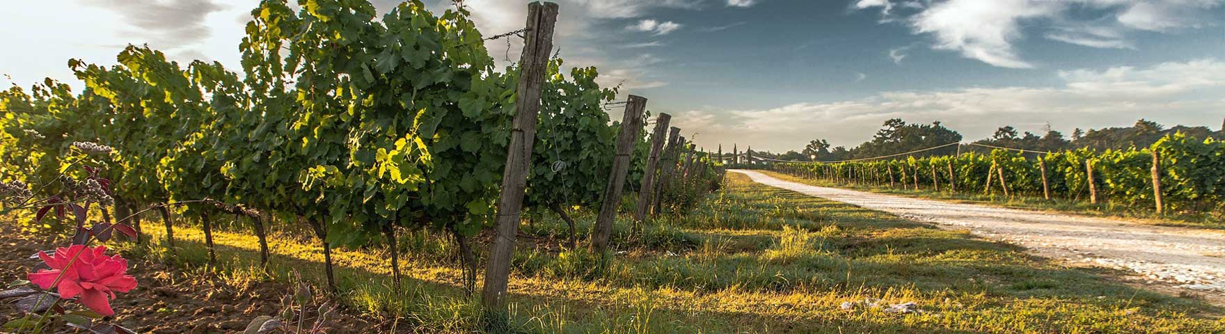 Ockenheim, der Weinort am St. Jakobsberg
